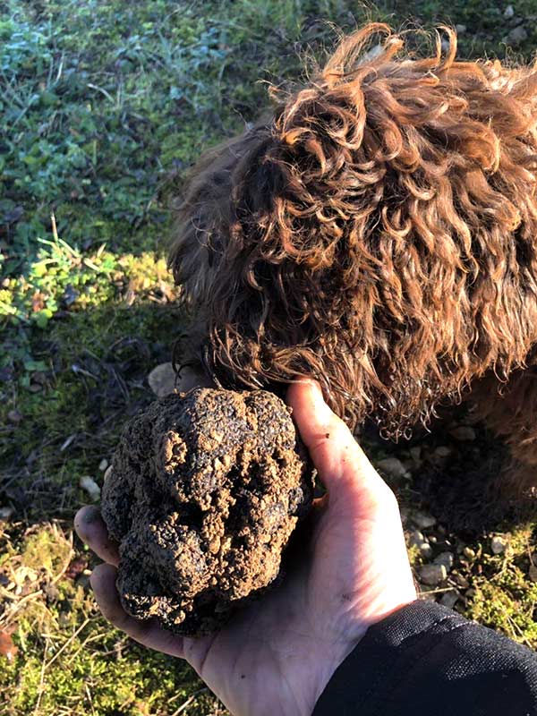 truffe